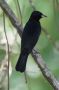 Trinidad2005 - 118 * White-lined Tanager.